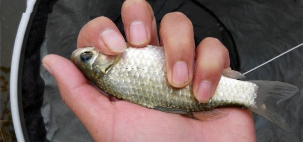 河边野钓风水好 鱼获鲫鱼更是爆满盆 - 钓鱼人