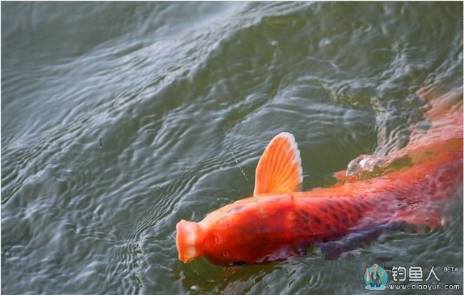 快乐垂钓频道三周年会上钓获17斤大红鲤鱼