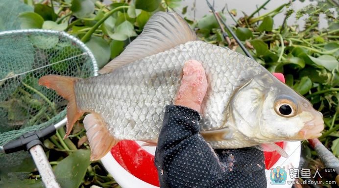 野河草洞把鱼钓 鲫鱼连连上钩笑开颜