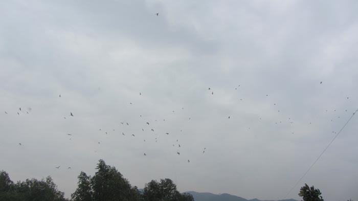 003满天飞鸟s.jpg