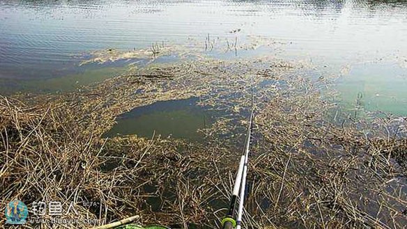 早春钓野生鲫鱼五大要素