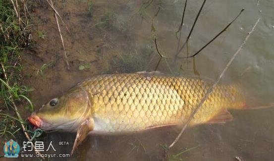 钓鲤鱼时应注意的信号