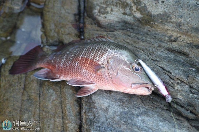 早春路亚红梢鱼的六点使用技巧