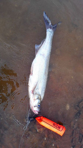 美女同行激战鄱阳湖路亚收获米级大翘嘴