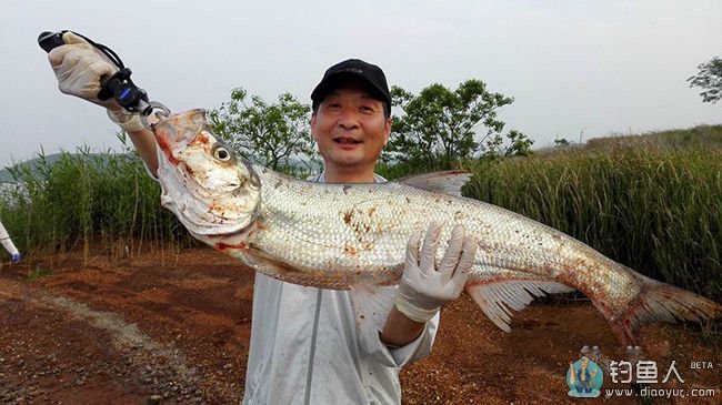 美女同行激战鄱阳湖 路亚收获米级大翘嘴 - 钓鱼人