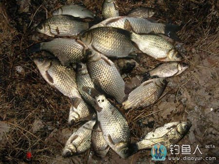 钓鲫鱼如何应对小白条鱼闹钩