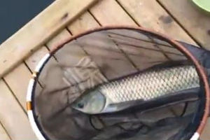 牛人diy5尺竹子钓竿中获五斤草鱼  [视频]