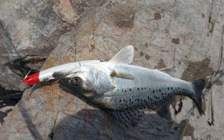 海岸路亚钓海鲈鱼的八个技巧选择