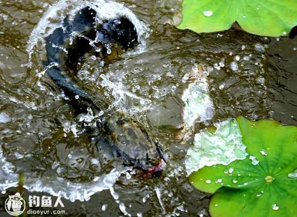 说到以上的问题,我们要先从黑鱼的捕食习惯说起,黑鱼捕食是先叼后吞