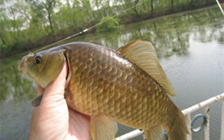 炎夏钓鲫鱼的用饵打窝的技巧要点 - 钓鱼人