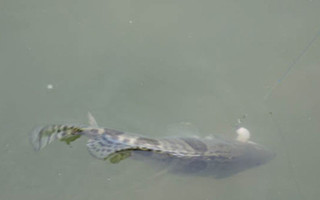 201608152207301hKSEA.jpg