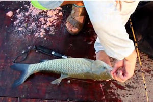 均县太子岛筏钓草鱼兼路亚野生红尾 [视频]