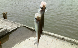 20160823182636dIrji9.jpg