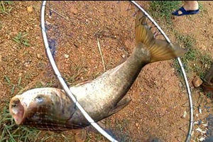 秋季水库草帽阿伯手竿狂钓鲢鳙 [视频]