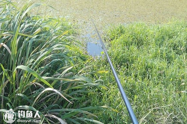 尤其在野生水域中垂钓,水草多是鱼儿常去的场所,在此处下钩一般都会有