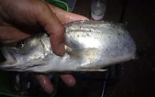 201609012046253r2LR8.jpg