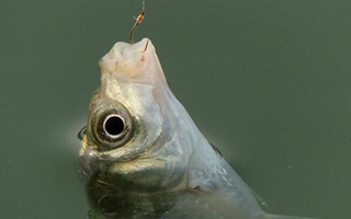201609131503208zfb7M.jpg