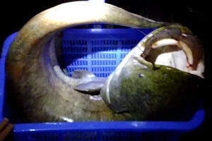 公园湖泊路亚钓获72斤重超级鲶鱼 [视频]