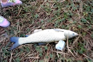 孕妇也疯狂 池塘手竿遛鱼搏大草鱼 [视频]