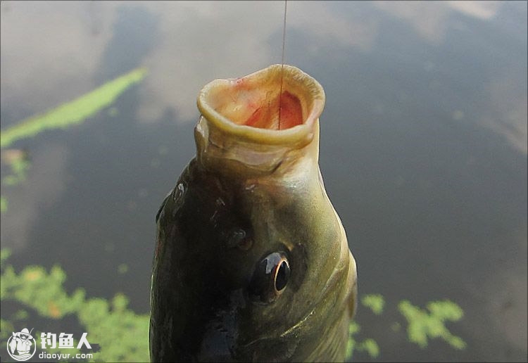 软竿光水诱钓鲫鱼 午后鱼口争相抢食