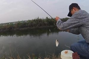 野塘作钓如何分辨虾闹和鱼吃口的漂相 [视频]