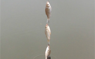 20161027210649K41Svl.jpg