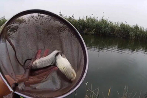 双尾是什么漂相 野河爽的鲫鱼高清漂相 [视频]