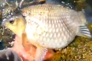 男子河边钓鲤鱼 肚子那么大竟然是 [视频]