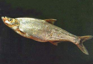 钓翘嘴技巧_如何钓翘嘴_钓翘嘴饵料配方 - 钓鱼