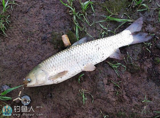 望虞河翻版钩野钓 狂拉7尾饥饿大草鱼