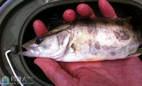 钓友在江西赣江夜钓鳜鱼的实战技巧