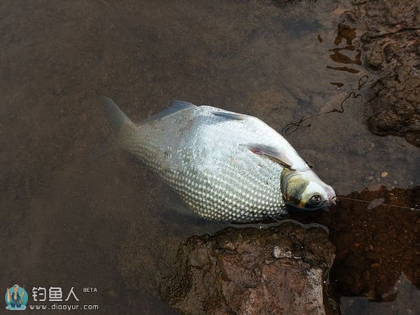 再战五强溪水库 疯狂斩获10余样品种鱼