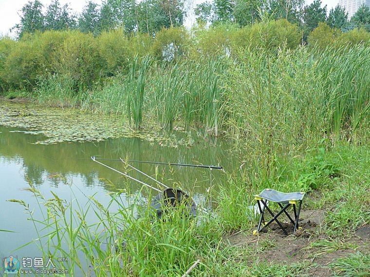 行自湖边垂钓擒得野生黄金鲫鱼-达奇钓鱼论坛