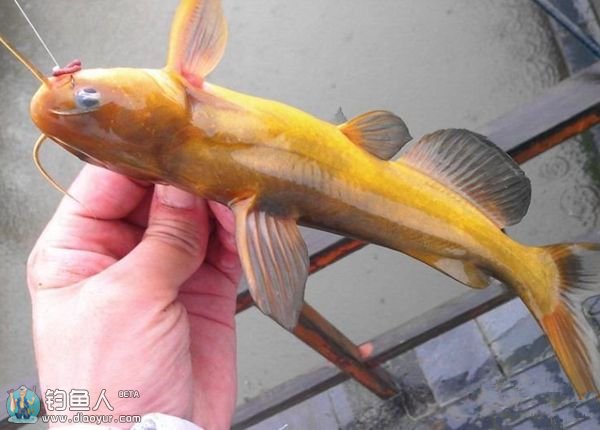 海竿库钓黄颡鱼的一些技巧