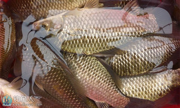 高手分享野钓大鲫鱼钓位选择技巧