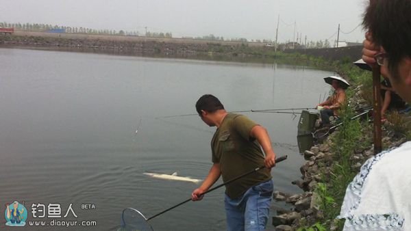 巧用青草昆虫钓坑塘草鱼的技巧