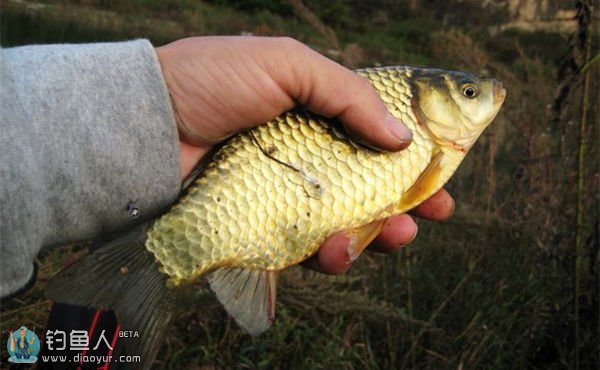 秋季野外钓鲫鱼选时选位的技巧