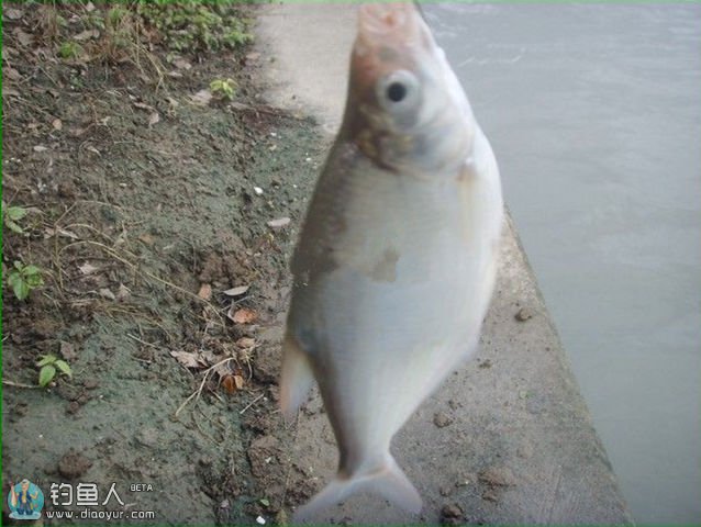 阴雨天战娄唐大野河 连竿爽拉大江鳊