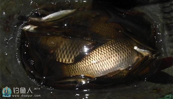 夜钓水库鲤鱼的饵料搭配与时间段选择
