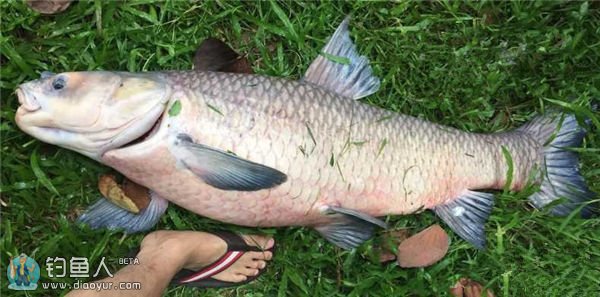 增江河再次进发 矶竿擒拿48斤大乌青 - 钓鱼人