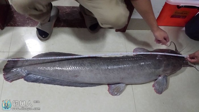 瓦窑水库勇杀双尾大埃及塘虱 - 钓鱼人