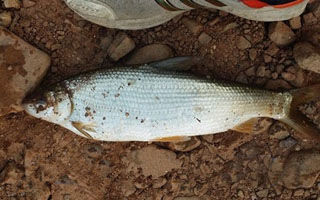 黄尾鱼的索饵方式与钓法之浅见 - 钓鱼人