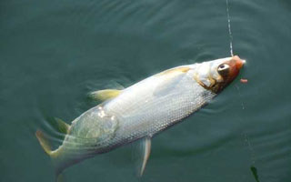 秋季垂钓黄尾鱼的技巧 - 钓鱼人