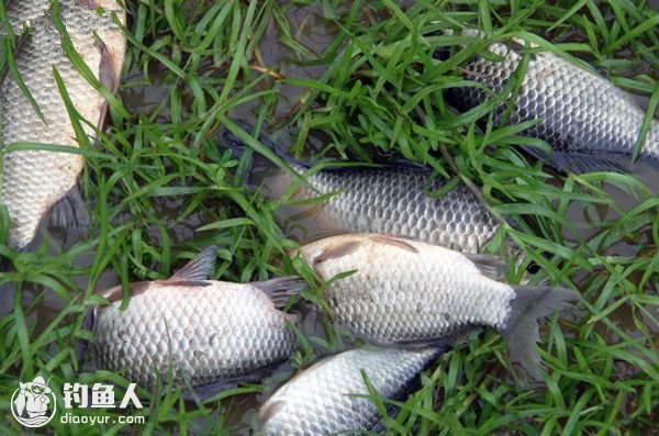 春季水库鲫鱼的习性与垂钓技巧