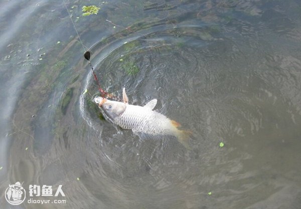 春季垂钓的用饵宝典(附鲤鲫鱼实战配方)