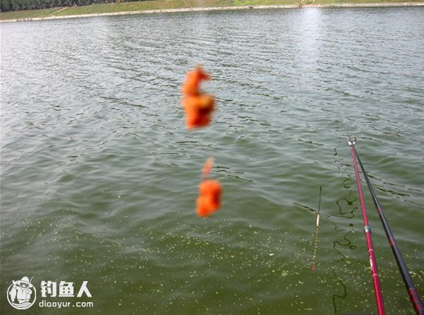 悬坠钓法在竿塘中钓鱼的应用技巧