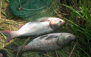 手竿、海竿水库钓翘嘴鱼的技巧 - 钓鱼人