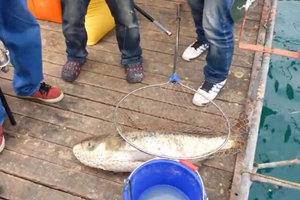 日月潭中钓获21斤大头鲢 力气大冲劲猛 [视频]