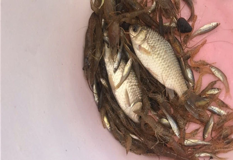 长江河虾“大爆发”，引来大量鲈鱼群，钓鱼人：钓到手软