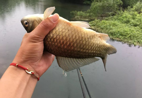 夏季来临,温度升高后大鲫鱼都去哪了?该怎么办呢?